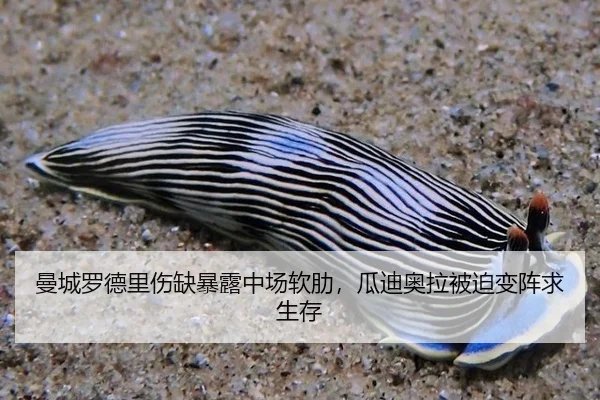 曼城罗德里伤缺暴露中场软肋，瓜迪奥拉被迫变阵求生存